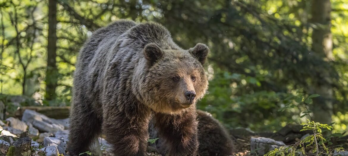 Mrki medvjed - Ursus arctos arctos