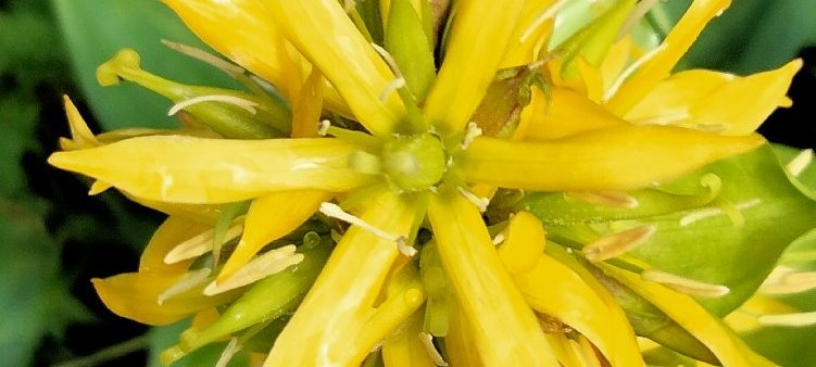 Lincura - Gentiana lutea 2
