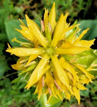 Lincura - Gentiana lutea 2