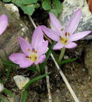 Mrazovac-Colchicum_cupanii_