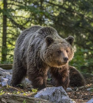 Mrki medvjed - Ursus arctos arctos