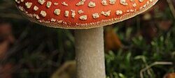 Muhara - Amanita muscaria 2