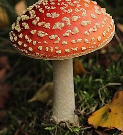 Muhara - Amanita muscaria 2