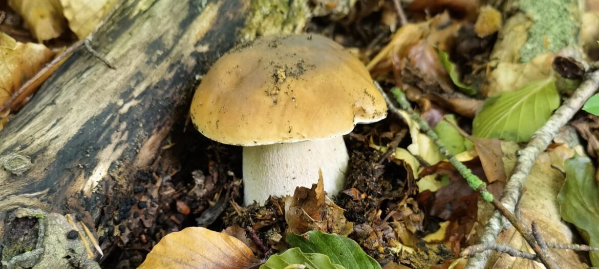 Vrganj - boletus