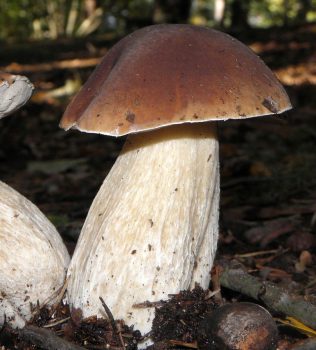 Vrganj, kralj gljiva - Boletus Edulis